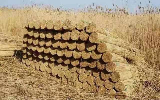 ECO Friendly Decoration Panels Privacy Carbonized Natural Reed Outdoor Garden Fencing