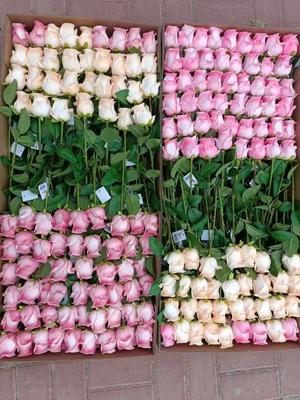 Best sell Wedding Decorative PU Real Touch Tulip Rose Flowers Tulips Artificial Flower